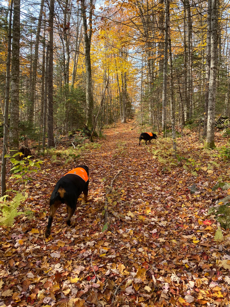 Fall Foliage Getaways: Best Places to Stay for Leaf Peeping in Vermont